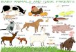 BABY ANIMALS AND THEIR PARENTS - WordPress.com€¦ · BABY ANIMALS AND THEIR PARENTS cow calf chicken chick goose gosling duck duckling dog puppy cat kitten deer fawn sheep lamb