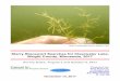 Starry Stonewort Searches for Clearwater Lake, Wright ... · Starry Stonewort Searches for Clearwater Lake, Wright County, Minnesota, 2017 Summary of the 2017 searches: Volunteer