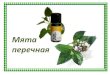 Мята перечная - vivasan-ukraine.com.ua · Мята перечная — одна из старейших известных лекарственных трав — высоко