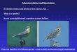 Macroevolution and Speciation - Henry County Public Schools...Macroevolution and Speciation Evolution creates (and destroys) new species, but … These are members of different species