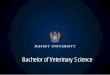 Bachelor of Veterinary Science - Massey University...Important Dates in 2013 20th-22nd February “Orientation Programme” first year students ... Comparative Anatomy for Vet Techs