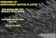 DISEASES OF NORTHWEST NATIVE PLANTS · 29/01/2020  · Wildflowers of the Pacific Northwest. Timber Press. DISEASES OF NORTHWEST NATIVE PLANTS SPRUCE AND LABRADOR-TEA RUST Clay Antieau,