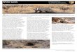 National Park Service U.S. Department of the Interior ... · American badger eating a snake American Badger’s den The American Badger The American badger (Taxidea taxus) is found
