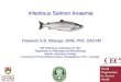 Infectious Salmon Anaemiapeople.upei.ca/kibenge/ISAV_-_Fred_Kibenge_-_2012_EFHW...Infectious salmon anaemia (ISA) • OIE-listed viral disease of marine- farmed Atlantic salmon •