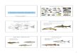 BIOLOGIE - FYZIOLOGIE - EKOLOGIE RYBkzr.agrobiologie.cz/natural/data/datarybarstvi/14_ryb_06_biologie... · Ryby rychle tekoucích vod • vřetenovitý tvar těla • nízký hřbet,
