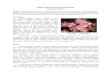 What’s New in Evergreen Azaleasrhodyman.net/savetheazaleas/HyattEvergreenAzaleasEdinburghAddress2008.pdf‘Pink Pearl’ - ‘Azuma-kagami’ What’s New in Evergreen Azaleas by