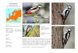 Buntspecht - lietzow-naturfotografie.de · Buntspecht Dendrocopos major Engl.: Great Spotted Woodpecker Heimat: Europa, Asien bis Japan, Nord-Afrika Überwinterung: Vögel aus Nord-