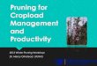 Pruning for Cropload Management and Productivity · Pruning Principles for Orchards Pruning: Develops strong tree structure Thins buds to achieve yields of high quality fruit Balances