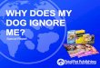 WHY DOES MY DOG IGNORE ME? · Dog training can be related to raising a small child. If you keep saying ‘no’ over for everything your child does, they begin to ignore it. It is