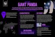 GIANT PANDA - WWFassets.wwf.org.uk/downloads/giant_panda_species_profile.pdf · There are around 1,860 pandas remaining in the wild and conservation efforts seek to grow this number