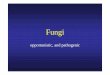Fungi.pptm [Lecture seule]...Microsoft PowerPoint - Fungi.pptm [Lecture seule] Author dcarlier Created Date 5/11/2012 2:58:46 PM 