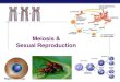 Meiosis & Sexual Reproduction meiosis 46 fertilization 23 23 zygote . Regents Biology Meiosis makes