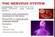 The Nervous System - Ms. Murray's Biology...THE NERVOUS SYSTEM Function(job): helps control all of your body’s functions, using electrical impulses. •Controls and coordinates functions