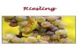 Riesling - Maurice Wine Cru · Riesling was introduced to Alsace in the 15th century Wines were once traded with German wines After WWII the styles changed in which Alsace wines were