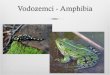 Vodozemci - Amphibia - MOZKS-ZZH€¦ · Vodozemci lat. amphibia –”dvostruki život”(dio života provode u vodi, a dio na kopnu) žive na svim kontinentima osim Antartike egzotermne