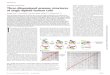 GENOME STRUCTURE Three-dimensional genome structures of ...harvard.sunneyxielab.org/papers/2018_Tan_Science.pdf · human cells from a lymphoblastoid cell line and from primary blood
