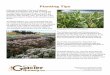 Planting Tips - Glacier Nursery · 2018. 12. 18. · landscape after planting. Also, trim the tips of the plants removing 2-4 inches of the newest luscious growth. The Spriaea bumalda