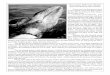 New Story and Photos By Jim Peckarskycenterforwhalestudies.org/pdf/2005_26_30.pdf · 2006. 9. 16. · Encounters With Gray Whales Story and Photos By Jim Peckarsky Every year I am