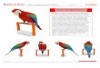 Green-winged macaw : Pattern - Manualidades a Raudales · Canon Inc. © Ikuo Anazawa Green-winged macaw : Pattern © PAGE16 21 Green-winged macaw