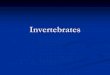 Invertebrates - Weeblycdrakenohs.weebly.com/.../invertebrates_with_pictures.pdf · 2018. 9. 1. · Cnidaria Examples: jellyfish, sea anemones, hydra, coral Characteristics: Radially