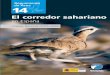 El corredor sahariano - Luis M. Carrascallmcarrascal.eu/pdf/corredorseo.pdf · 2011. 3. 4. · SEO/BirdLife agradece a los autores de este libro la realización de esta mono-grafía
