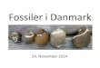 Fossiler i Danmark - Vendsyssel Stenklub · Devon: Ingen lag i Danmark. Området lå på land, ørkensedimenter. Erosion i Karbon og Perm. Man har fundet dybe lag langt ude i Nordsøen