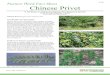 Pasture Weed Fact Sheet Chinese Privet · Problems in Pastures and Hay Fields Chinese privet spreads rapidly both from root sprouts and seed, and it can quickly displace native vegetation