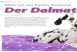 VORGESTELLT | DALMATINER Mehr als ein Pünktchenhund Der …€¦ · hunderasse vorzubeugen, werden in der Schweiz nur Dalmatiner mit dem Resultat HDA oder HDB zur Zucht zugelassen