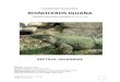 HUSBANDRY GUIDELINES: RHINOCEROS IGUANAnswfmpa.org/Husbandry Manuals/Published Manuals... · Husbandry Guidelines: C. c. cornuta ©2009 Cameron Candy 8 1 Introduction Rhinoceros Iguanas