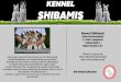 KENNEL SHIBAMIS - Spidshundeklubben · KENNEL SHIBAMIS Lille seriøst opdræt af den herlige race norrbottenspids. Norrbottenspidsen er en meget kærlig og social hund. Samtidig har