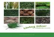 PRESERVED PLANTSPRESERVED PLANTS - Siji Greenhouse · In this brochure we are presenting high quality preserved plants, which are very close to the real plants. These plants are carefully