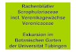Rachenblütler Scrophulariaceae incl. Veronikagewächse ...dr-franz. · PDF file Scrophulariaceae, Braunwurzgewächse, Rachenblütler. Familie der Scrophulariales (Rachenblütige Gewächse)
