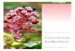 Common butterbur - Helhetsdoktorn · Butterbur rhizome extract is effective in the prophylaxis of migraine; in a randomised, double-blind, placebo-controlled study of parallel groups