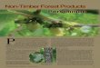 Persimmon - University of Kentucky€¦ · Persimmon by Shawn R. Wright Non-Timber Forest Products P eople that have ever had the native persimmon (Diospyros virginiana) usually have