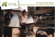 African Swine Fever - livestockdialogue.org€¦ · Main impediments to ASF understanding, project formulation and advocacy: ... The dangers of African Swine Fever in Lao PDR (AVSF,