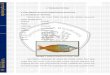 2. TINJAUAN PUSTAKA 2.1 Ikan Rainbow Boesemani ...repository.ub.ac.id/7695/3/3. BAB 2.pdf · Pembelahan ketujuh inti telur membentuk banyak sel 234 Morula, sel-sel inti telur mulai