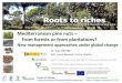 Mediterranean pine nuts from forests or from plantations?sostenible.palencia.uva.es/.../publicaciones/mutke_2018_efimed_ppa… · EFIMED Scientific Seminar Alghero, Sardegna, September