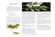Invasive Plants Established in the United States that are ... · Piazomias validus Motschulsky p [211] Tanymecus urbanus Gyllenhal p [211] Eumolpidae Abirus fortunei (Baly) p [164]