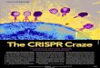 The CRISPR Craze - diyhpldiyhpl.us/~nmz787/pdf/The_CRISPR_Craze.pdf · The CRISPR Craze A bacterial immune system yields a potentially revolutionary genome-editing technique CREDIT: