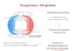 Emoglobina e Mioglobina - Libero.it ForumFree... · 2008. 3. 4. · Mioglobina: His prossimale F8 His distale E7 Il Fe2+ non viene ossidato a Fe3+ dall’O 2 grazie all’ambiente