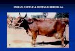 INDIAN CATTLE & BUFFALO BREEDS%& · PDF file 2017. 5. 21. · MEWATI. CATTLE. There are total 27 documented Indian breeds of ... EXOTIC DAIRY CATTLE BREEDS. JERSEY. ORIGIN-Jersey Iceland