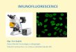IMUNOFLUORESCENCE - Masaryk University...IMUNOFLUORESCENCE Fluorescenční mikroskop Zdroj světla – rtuťová výbojka, LED dioda Excitační filtr - propouští pouze část spektra