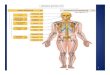 An Overview of the Skeleton - Karlstad University · 2011. 2. 3. · An Overview of the Skeleton Skeletal Divisions • Axial skeleton (80 bones) – Skull – Thoracic cage and sternum