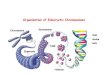 Organization of Eukaryotic Chromosomes · PDF file 2020. 3. 12. · DNA molecule is packaged in eukaryotic cells. Organization of Eukaryotic Chromosomes Each eukaryotic chromosome