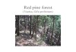 Red pine forest - Time Travellertimetraveler.html.xdomain.jp/pdf_yzn/YZN12-2.pdf · 2018. 11. 27. · Red pine forest (Yaotsu, Gifu prefecture) Brown forest soil B B type Yaotsu,