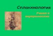 Спланхнология - Belarusian State University•Печеночная триада: междольковая 1) вена, 2) артерия, 3) проток Желчный
