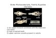 Order Perissodactyla, Family Equidae (horses)goheen/mammalogy course/lab... · 2009. 11. 14. · Order Artiodactyla, Family Bovidae (hollow-horned ruminants) 1) no upper incisors