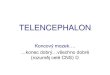 TELENCEPHALON - Ústav anatomie · ansa lenticularis lenticular fasciculus. Přímý okruh BG Cortex INPUT Striatum OUTPUT •globus pallidus med. •substantia nigra – ... •