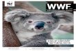 koalat kärsivät mEtsäPaloista - WWF€¦ · leen vähenee ja vähät jäljellä olevat suljetaan sisätiloi-hin, haara- ja räystäspääskyt saattavat olla lapsilleni muutaman