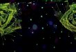 GTC Japan 2018 NVIDIA Virtual GPU - GTC On Demand | NVIDIA … · 2018. 10. 24. · ©2018 VMware, Inc. 9 IT Staff Productivity • Stand up a new virtual workstation in as little
